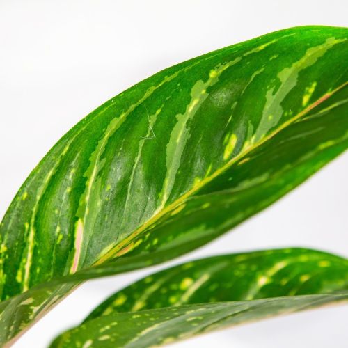 Аглаонема Коко Грин Aglaonema Coco Green 45/12 (Н)