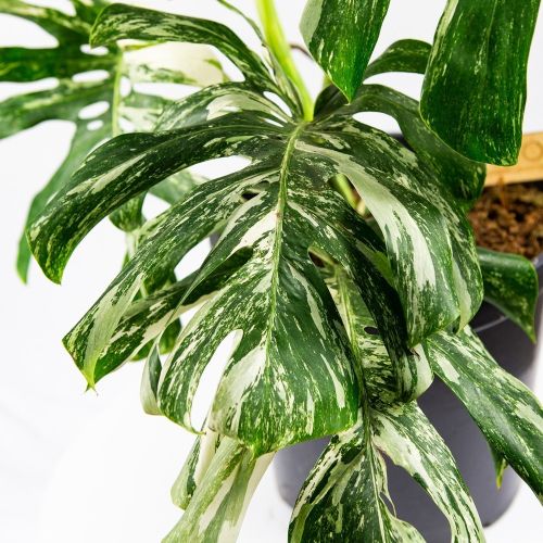 Монстера деликатесная Monstera deliciosa Variegata 60/30 (Н)