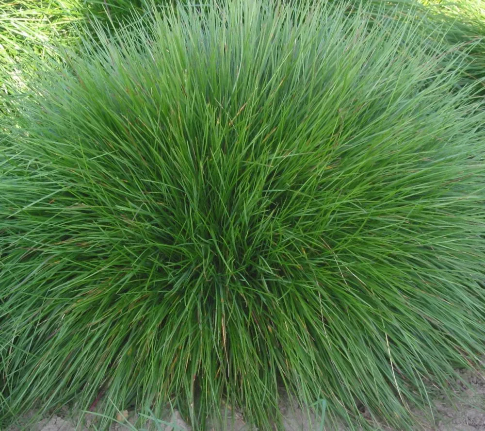 Овсяница красная (Festuca rubra)