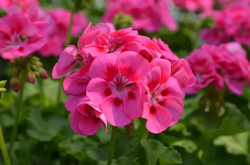 Пеларгония зональная Pelargonium zonale /11